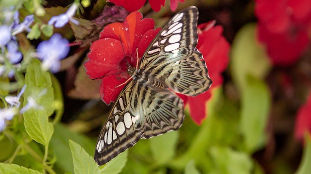 conservatorio de mariposas goa india